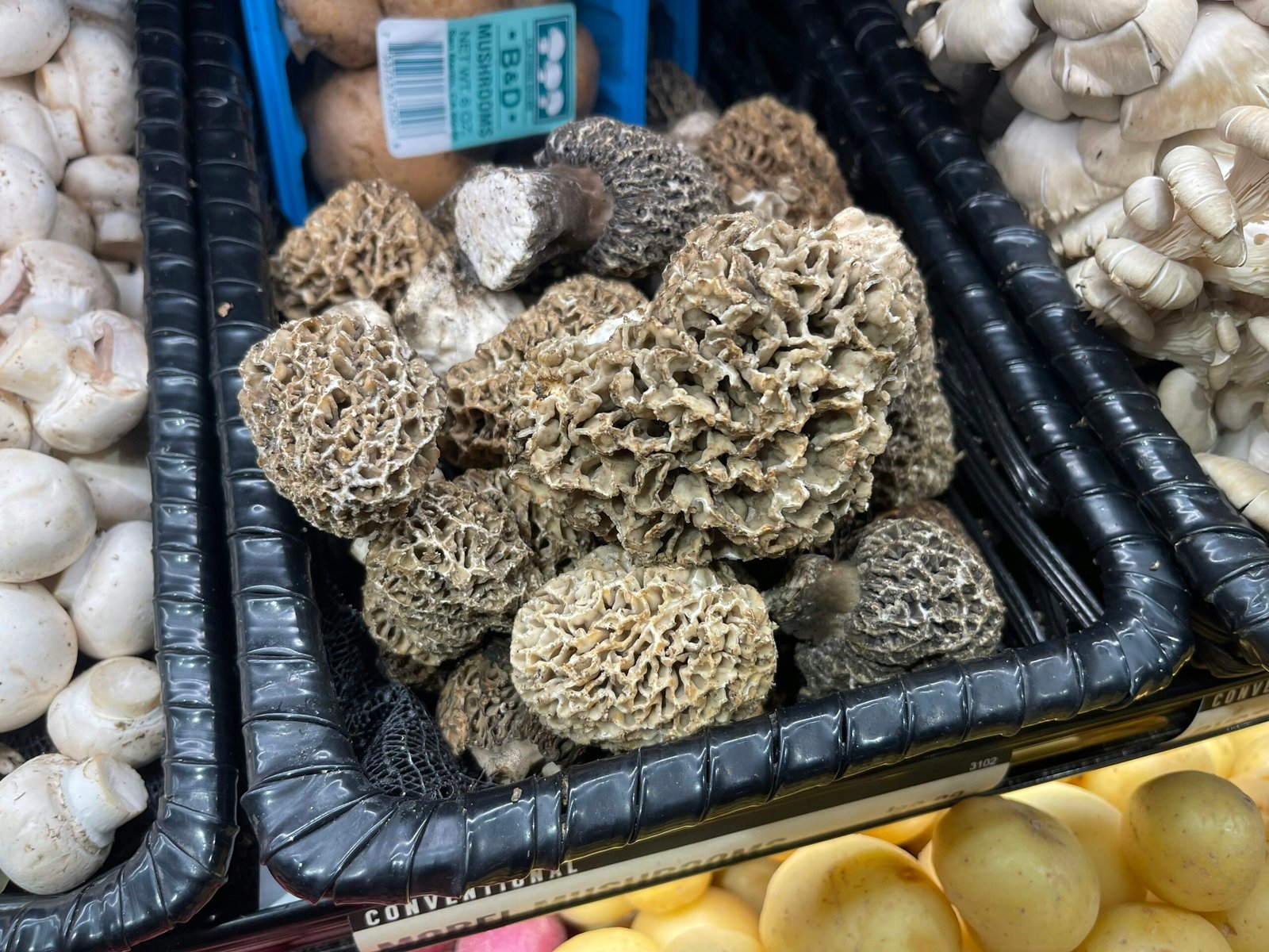 The Mysteries of Morchella Esculenta