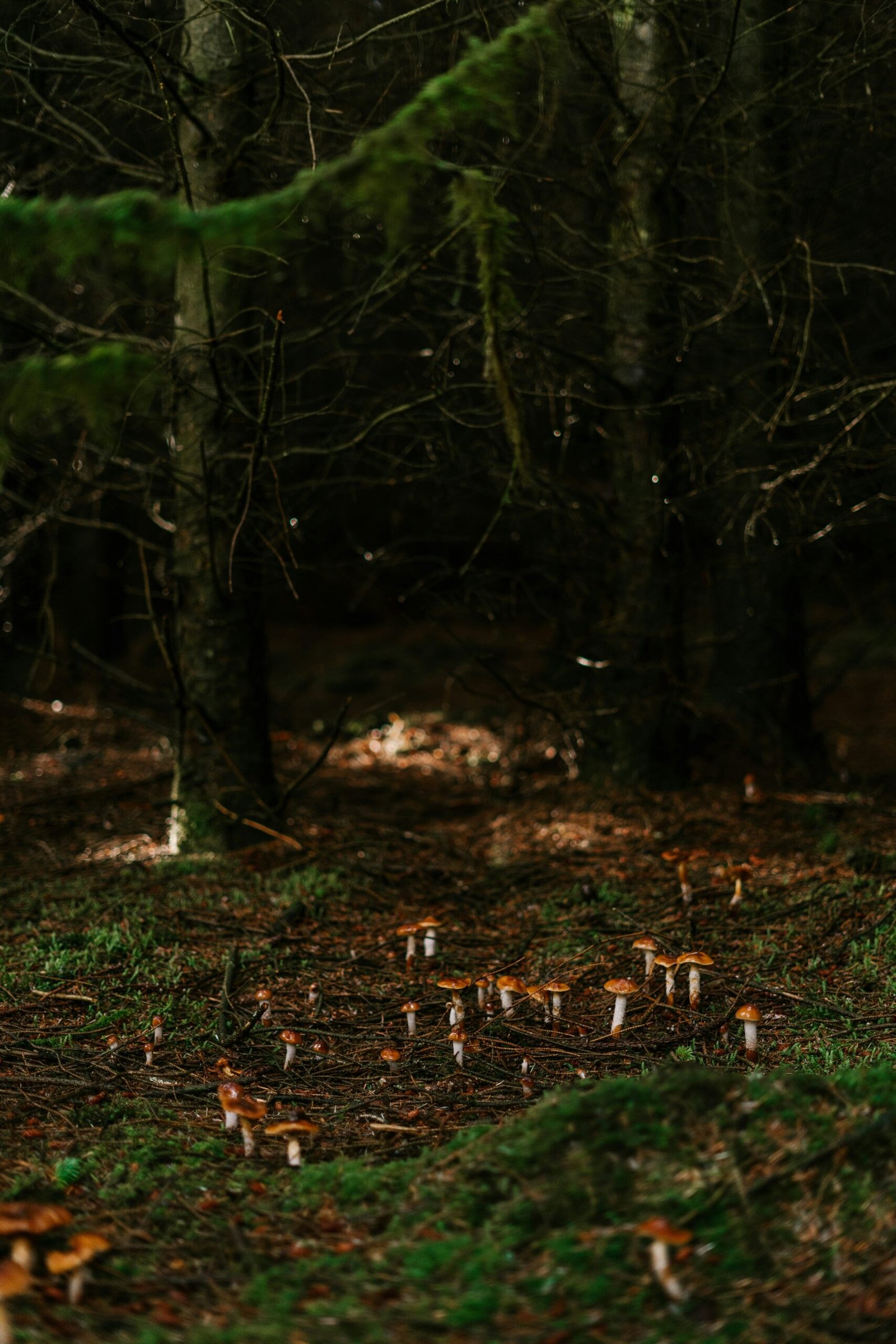 The Mysteries of Morchella Esculenta