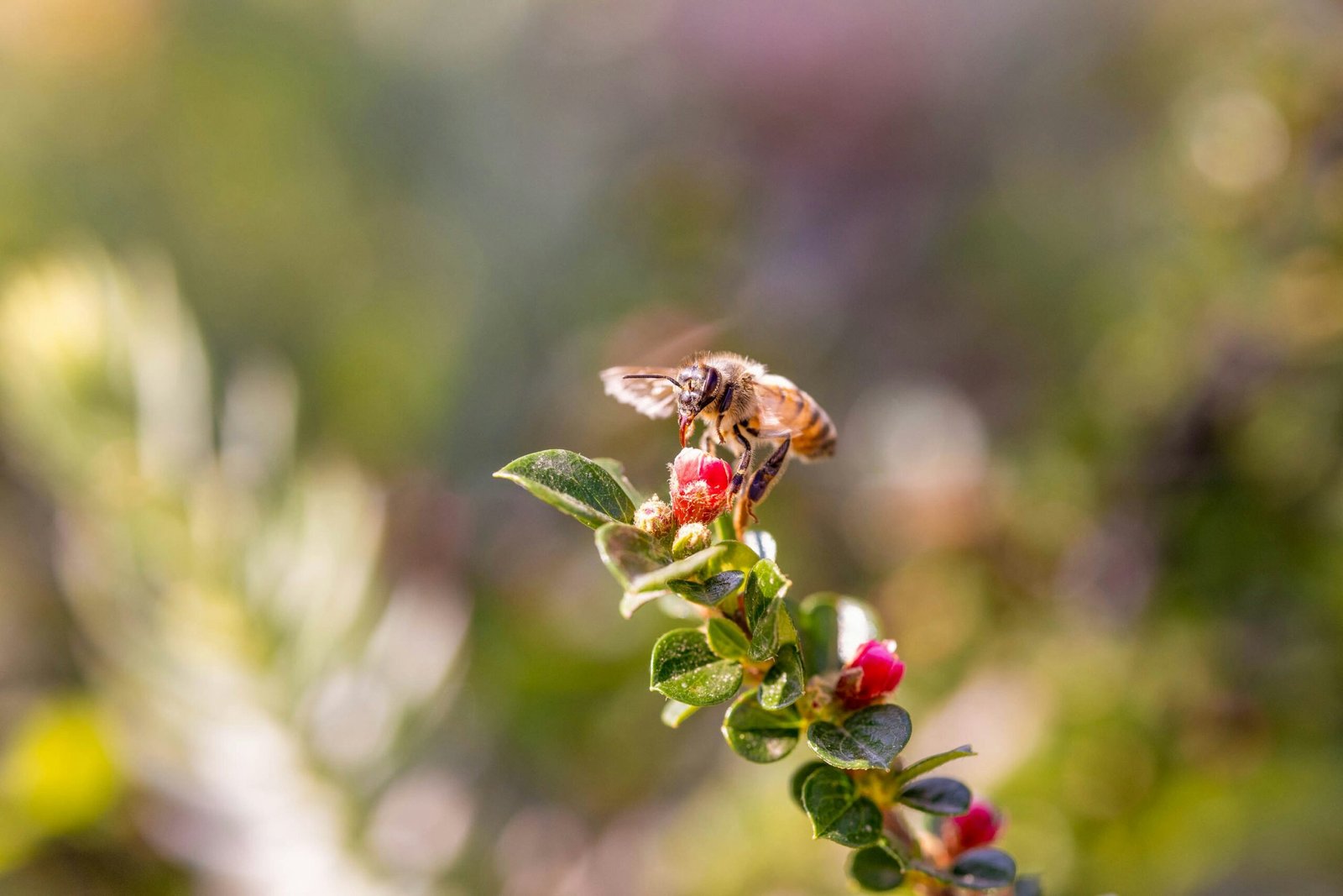 A Culinary Adventure: Foraging In Italy’s Countryside