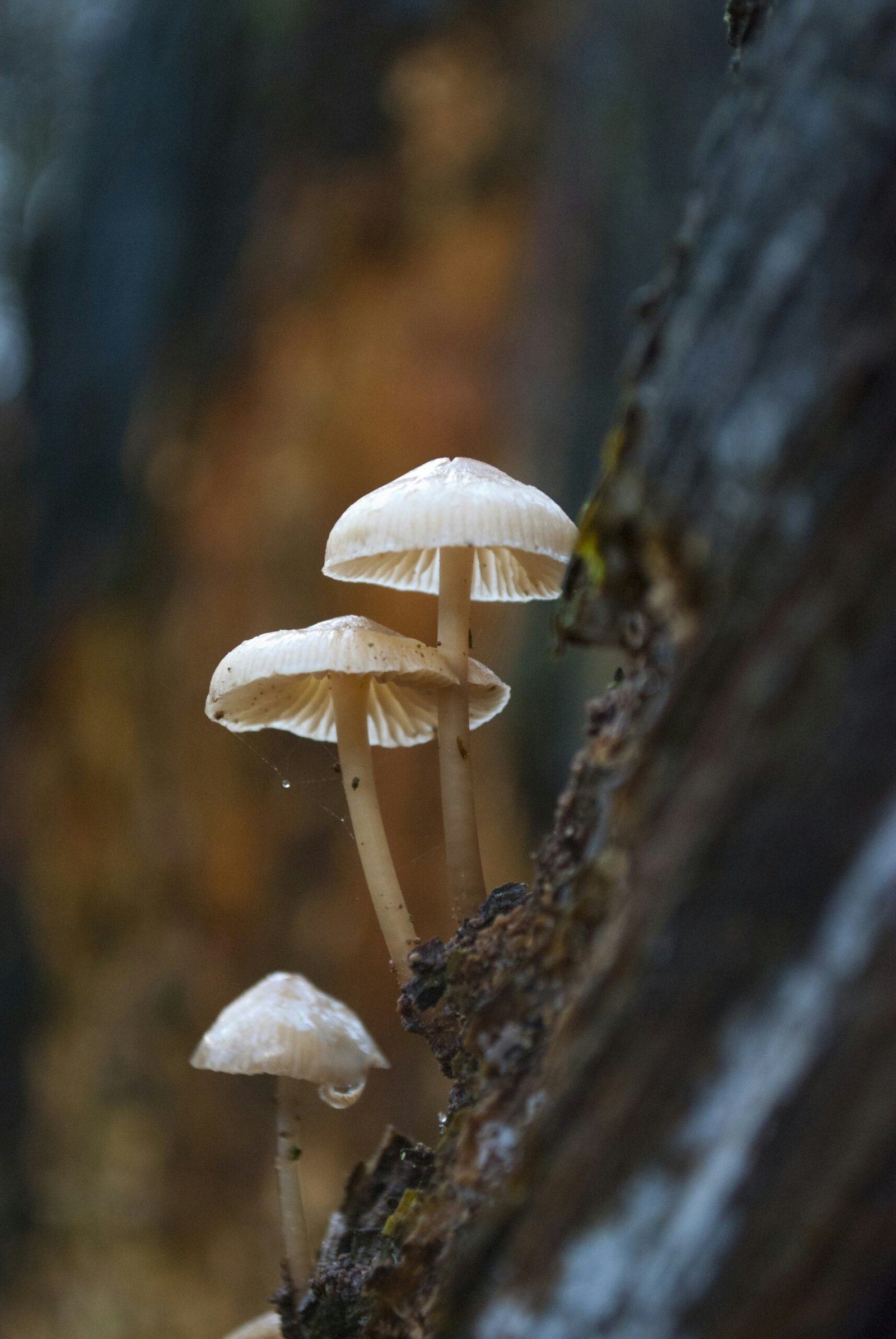 Exploring the Culinary Delights of Pleurotus Ostreatus