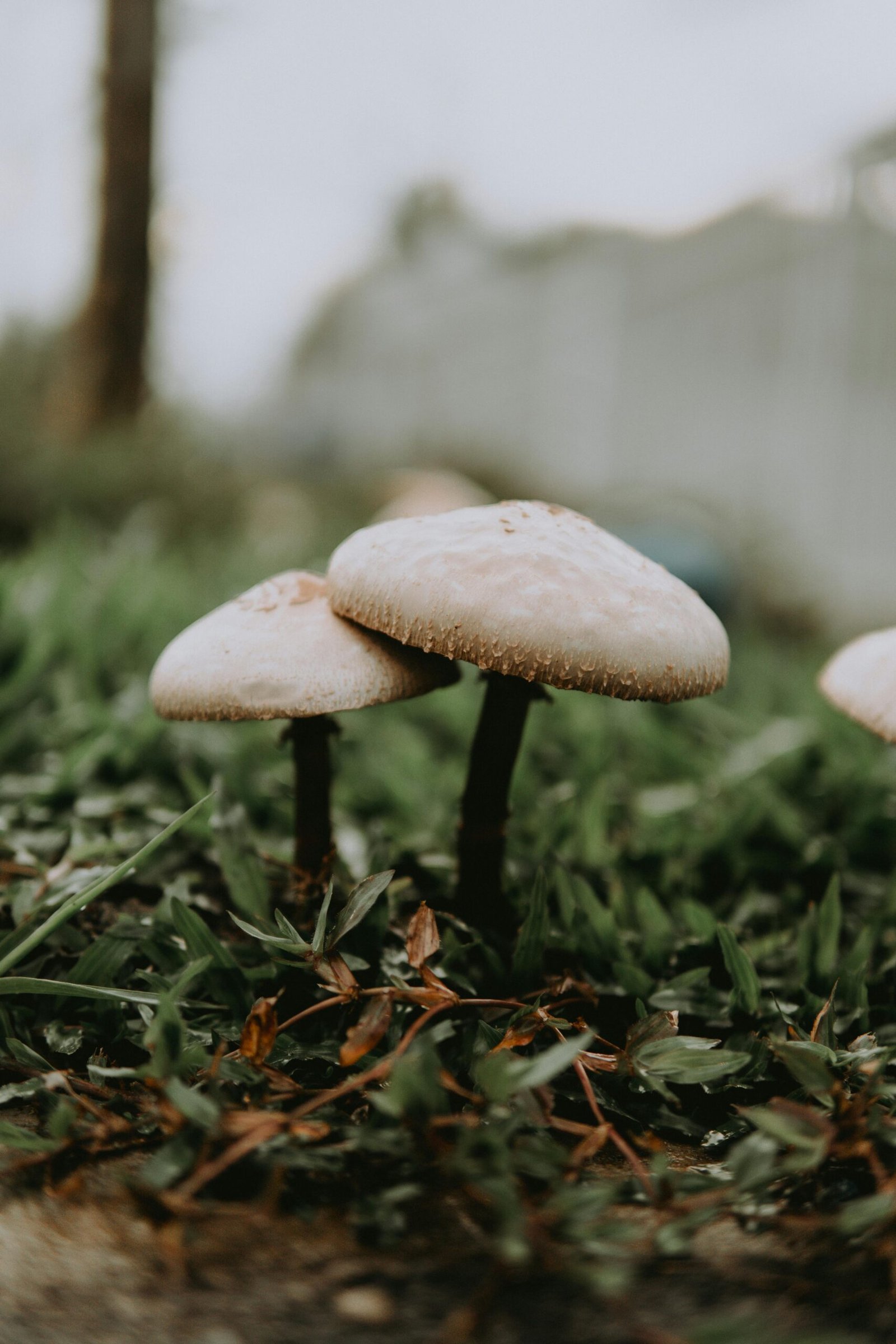 Hidden Fungi: Exploring The Mushroom Diversity Of The Smoky Mountains