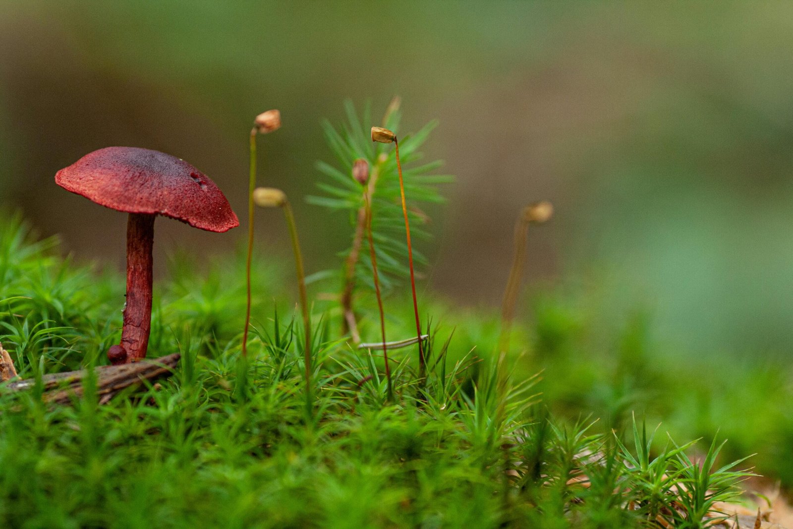 Hidden Fungi: Exploring The Mushroom Diversity Of The Smoky Mountains