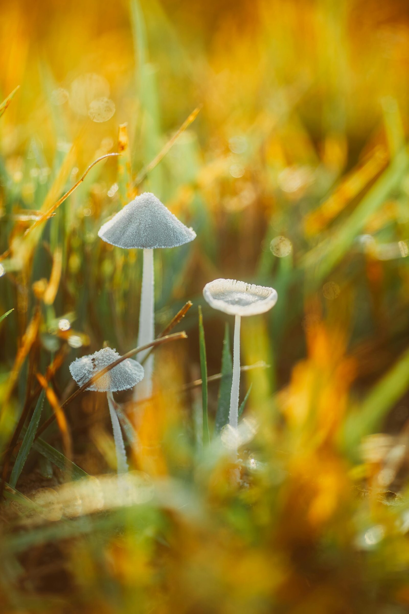 Hidden Fungi: Exploring The Mushroom Diversity Of The Smoky Mountains