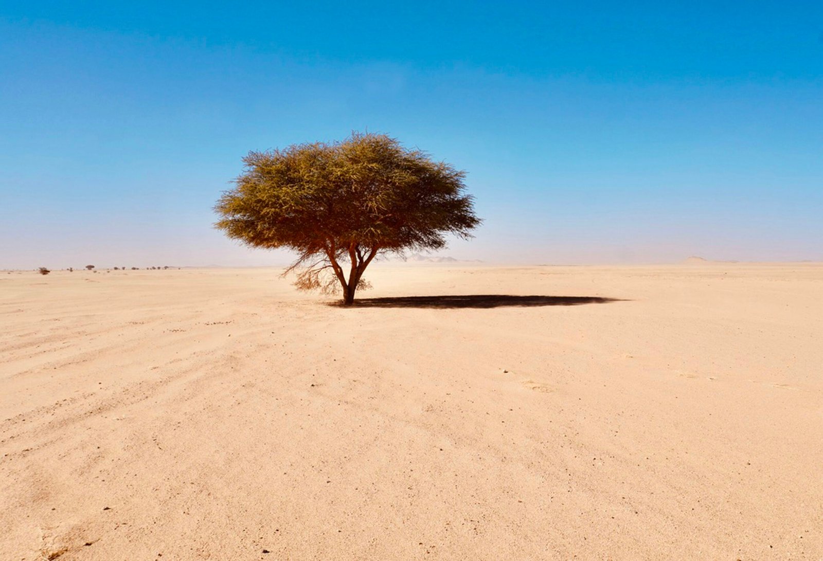 Mushrooms Of The Sahara: Foraging In Desert Oases