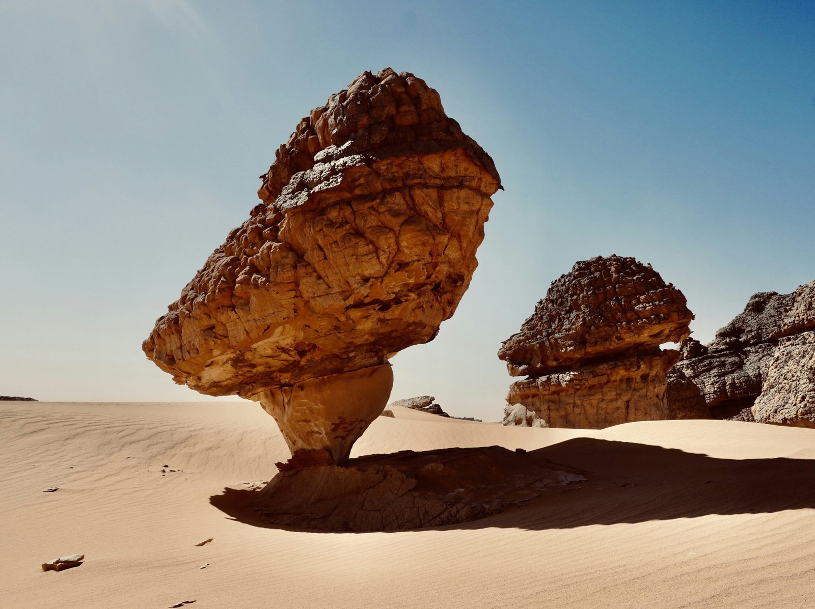 Mushrooms Of The Sahara: Foraging In Desert Oases