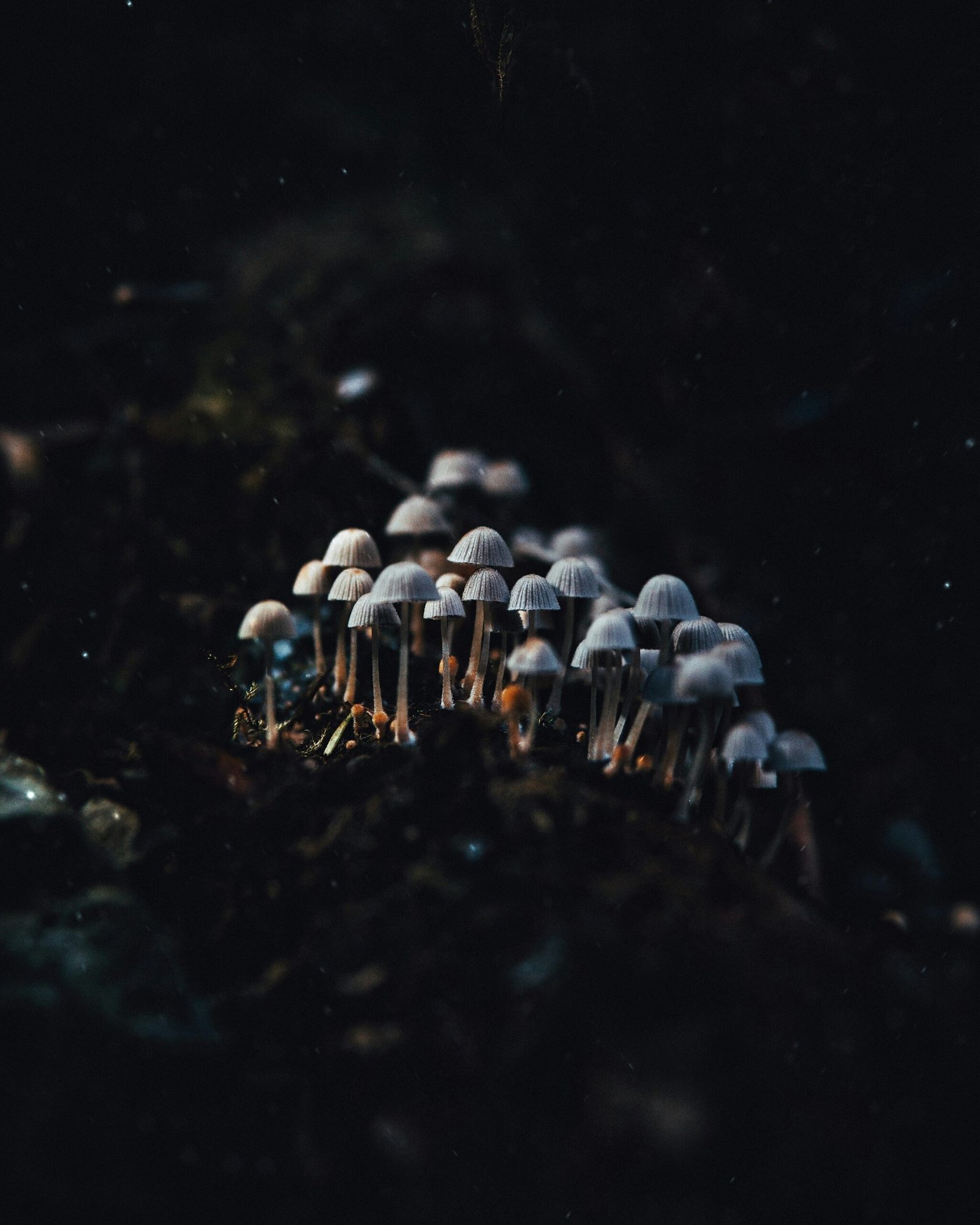 The Enchanted Forests Of Poland: A Mushroom Forager’s Paradise