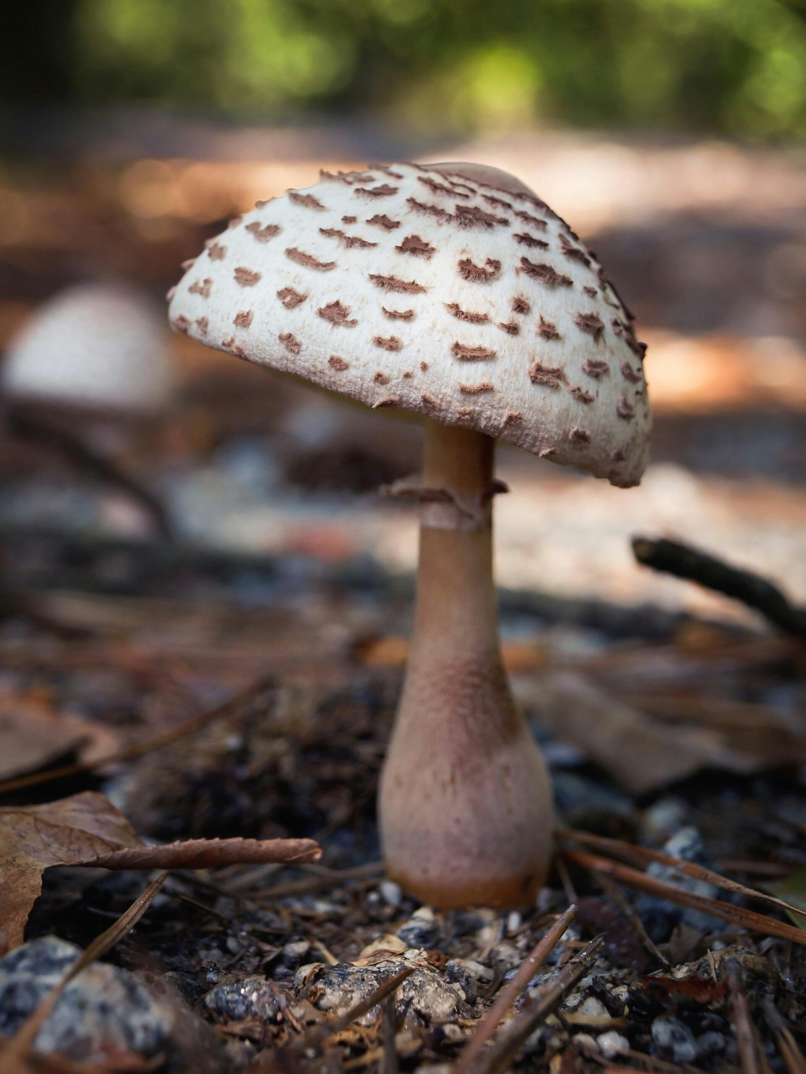 The Illuminating Mycena Chlorophos: A Bioluminescent Fungus