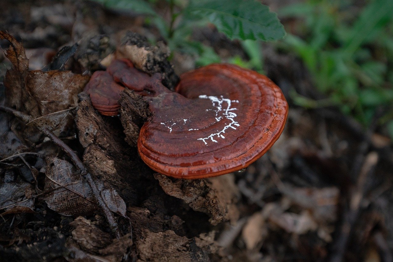 Exploring the Medicinal Benefits of Polyporus Squamosus