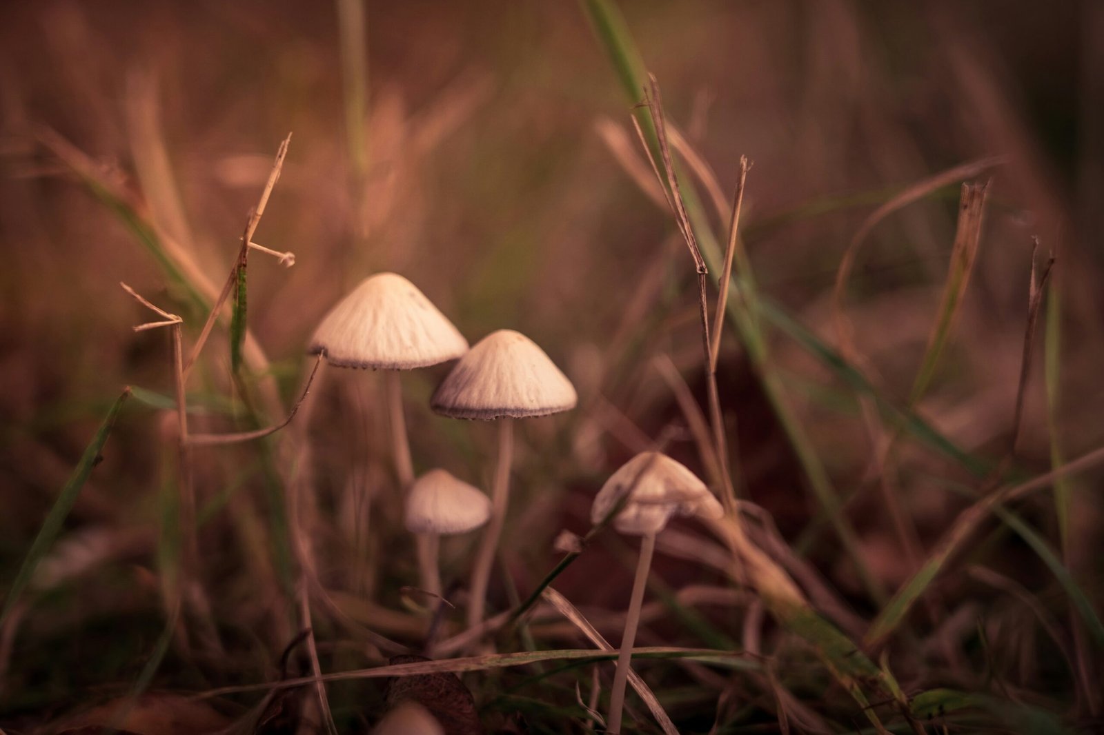 Exploring the Mysteries of Psilocybe Semilanceata