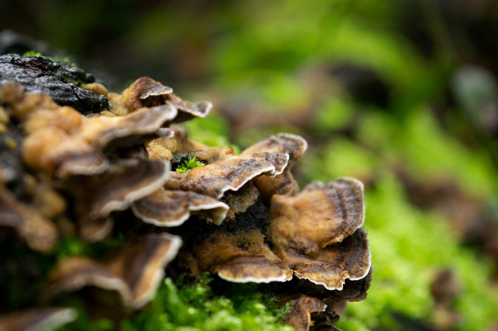 Mushroom Foraging In The Ancient Forests Of China