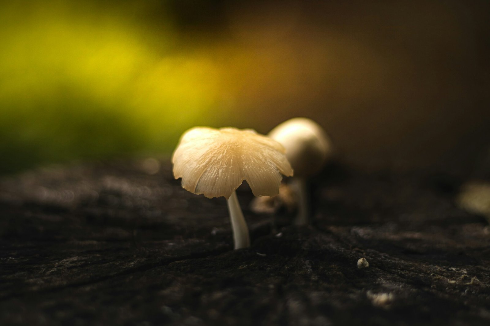 Mushroom Foraging In The Ancient Forests Of China