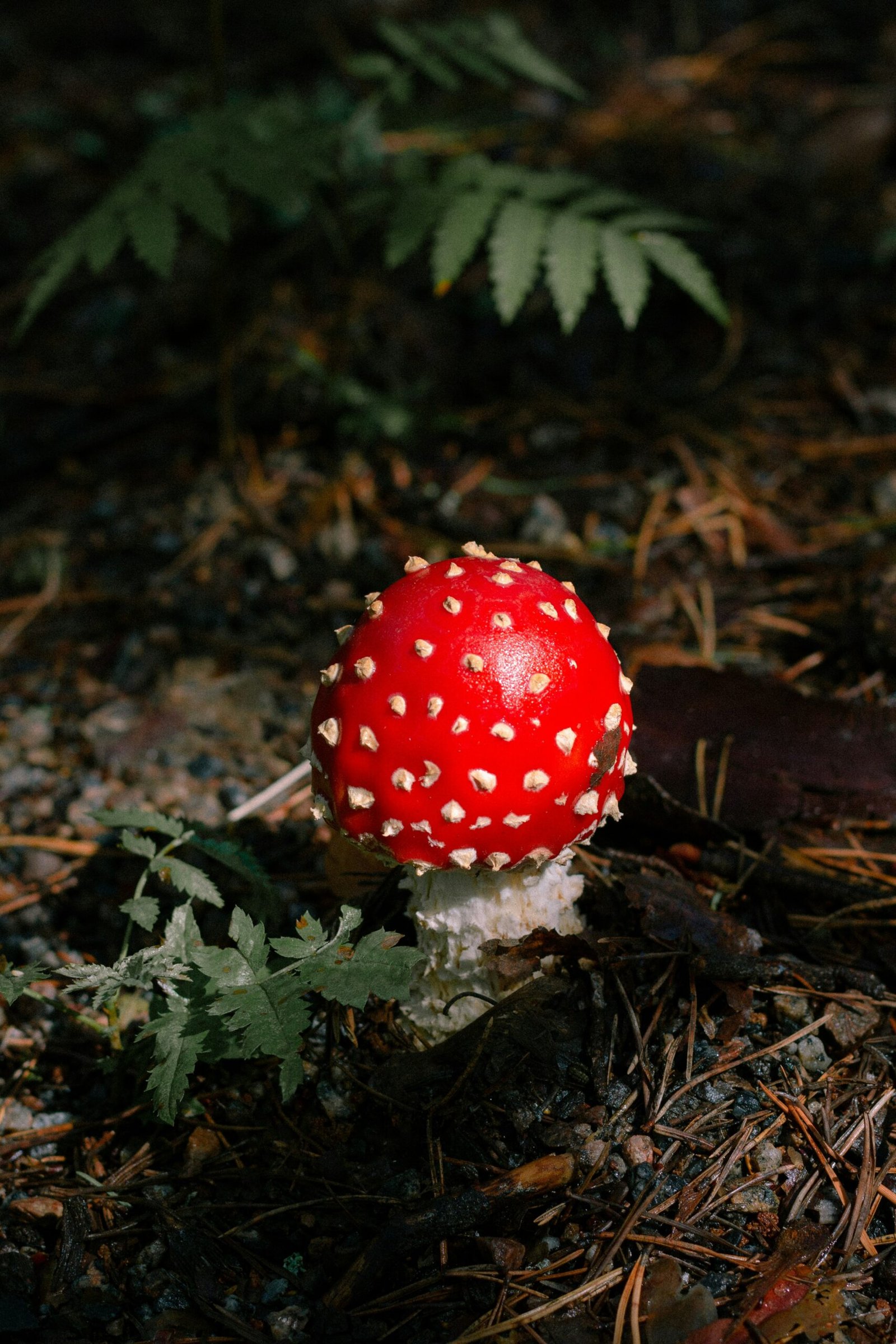 Exploring the Toxicity and Ecology of Russula Emetica