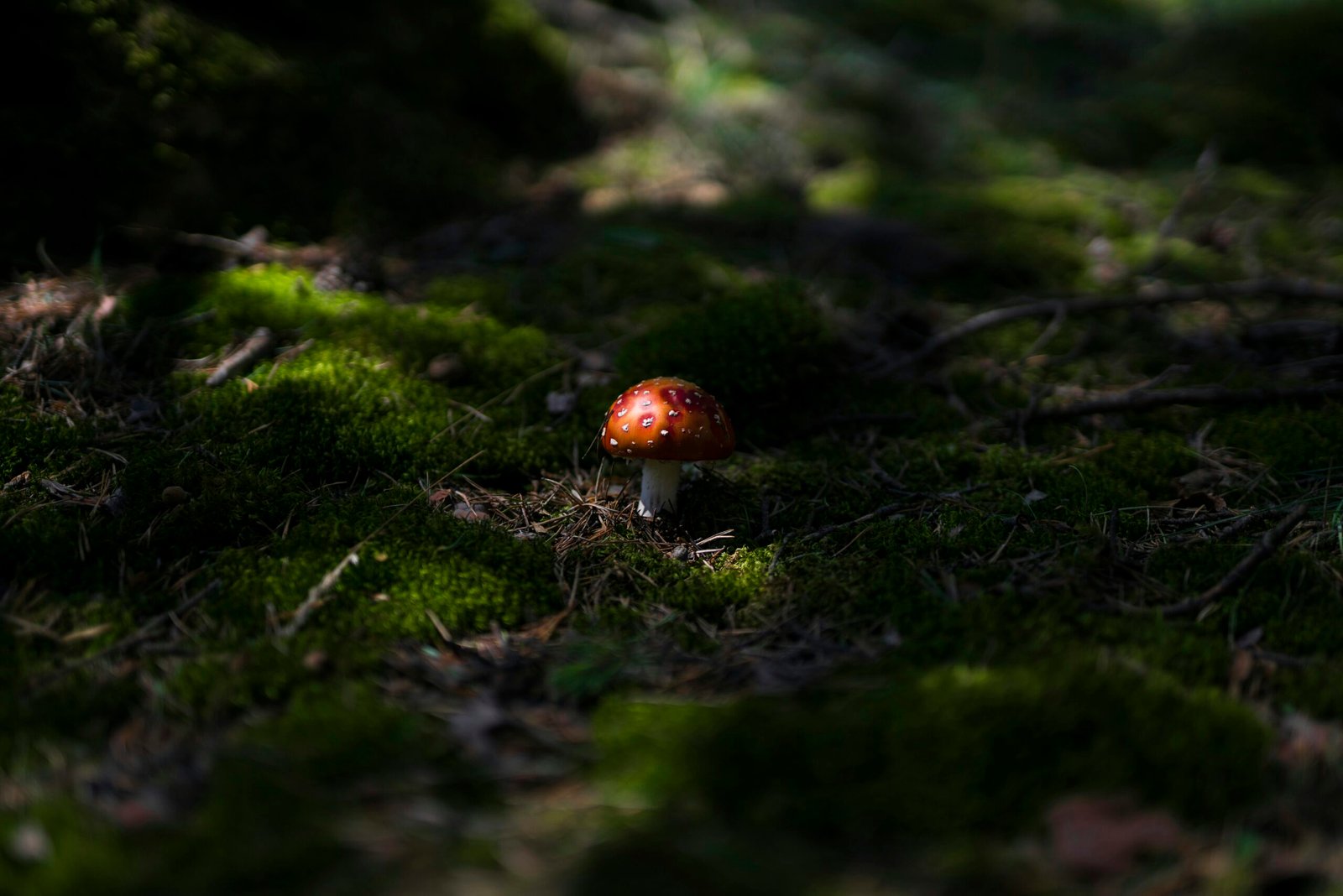 Exploring the Toxicity and Ecology of Russula Emetica