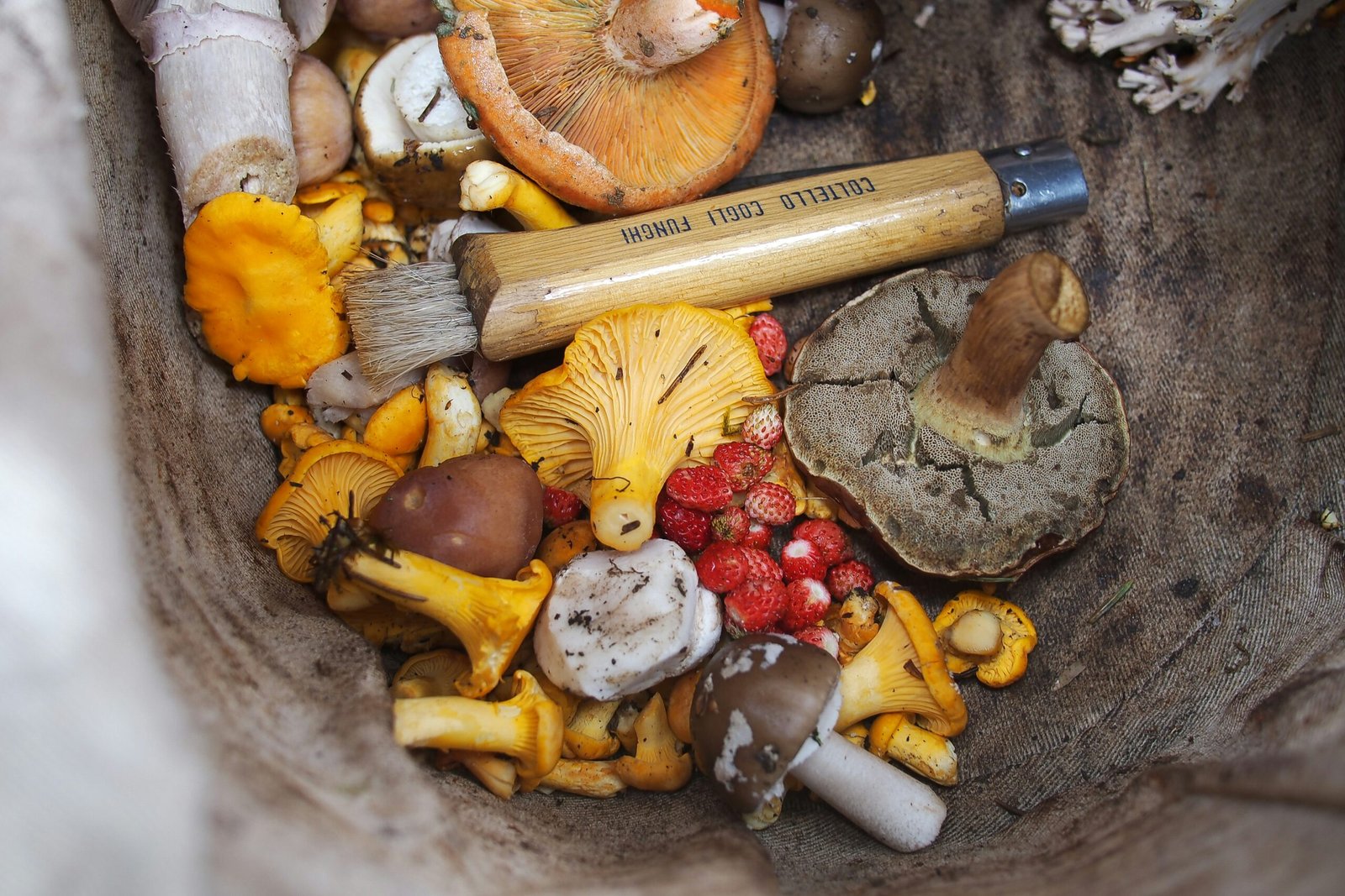 Rainforest Riches: Foraging For Mushrooms In The Amazon