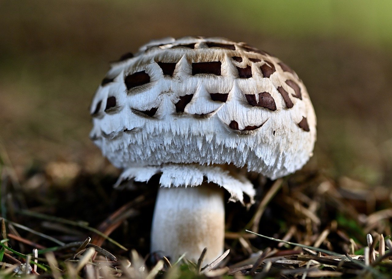 The Fascinating Characteristics of Schizophyllum Commune