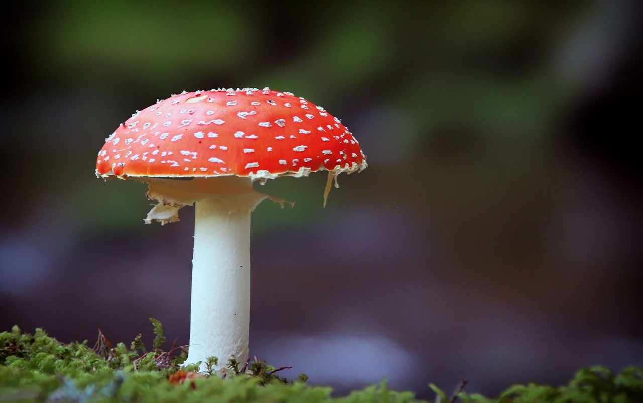 The Fascinating Characteristics of Schizophyllum Commune