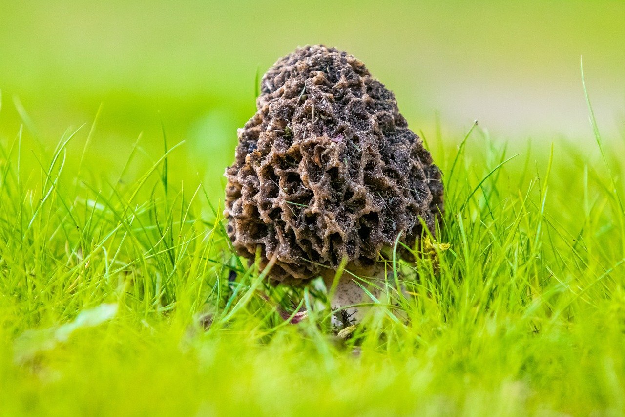 The Lure Of The Morel: Tips For Foraging In The Great Lakes Region