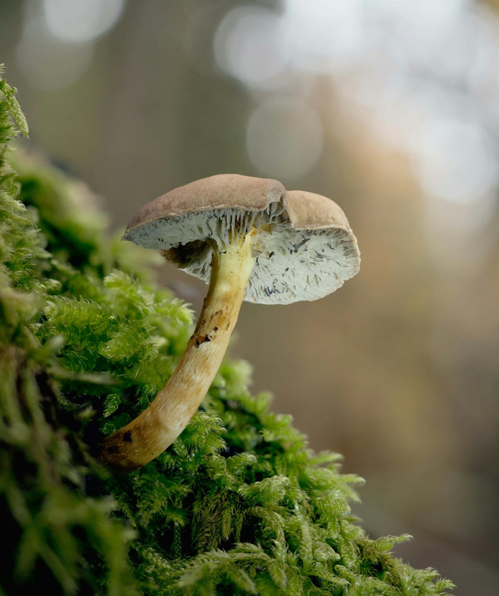 Seeking Chanterelles: A Guide To Foraging In Oregon’s Forests