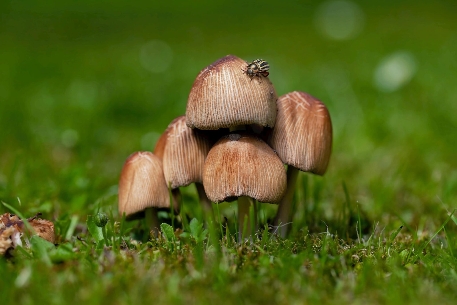 Seeking Chanterelles: A Guide To Foraging In Oregon’s Forests